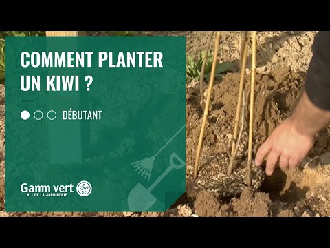 [TUTO] Comment planter le kiwi ? - Jardinerie Gamm vert