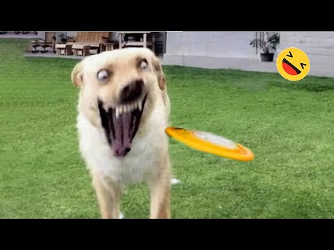 Funniest Dogs And Cats Videos - Best Funny Animals Videos 2023 6