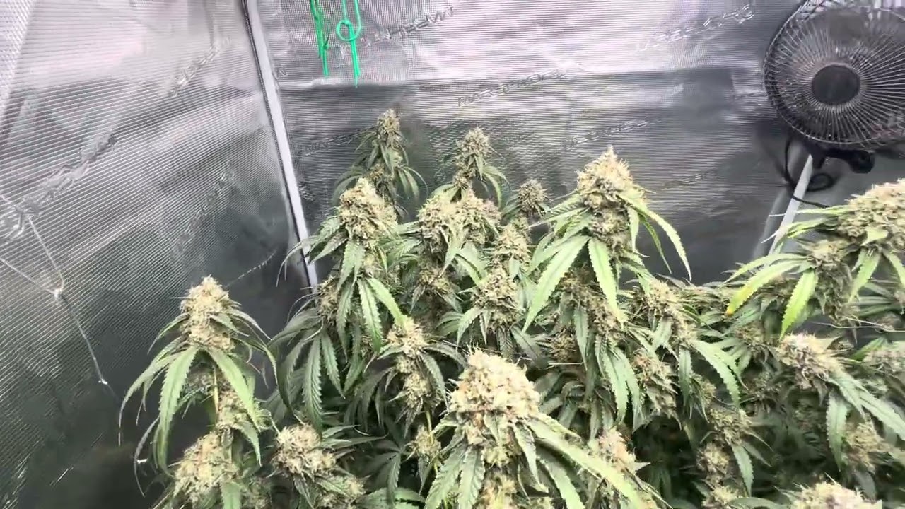 Larry OG flowering day 60! 