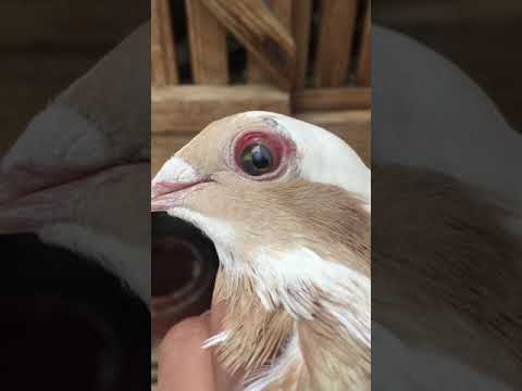 استخدام قطره توبرين للحمام فعاله