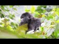 UGANDA - GORILLA - NILEPERCH - ANDREE'S EXPEDITIONS