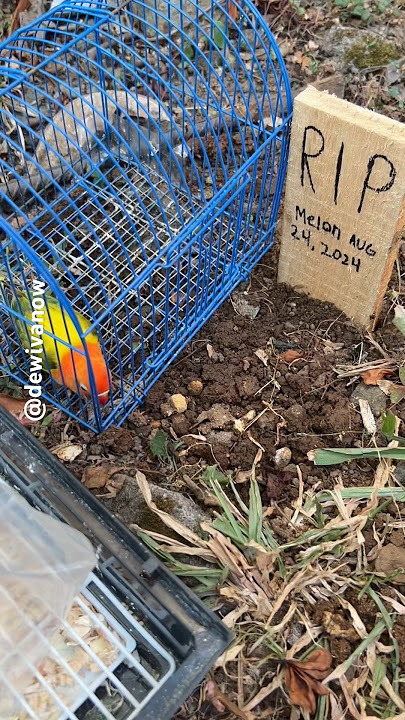 Selamat Jalan Melon 😭 #dewivanow #lovebirds #pets #rip #melonmeninggal