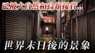 27間店舖全淪為廢墟 曾經繁盛一時 如今已變野鳥棲息地...奇日本 下渕市場