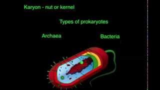 Introduction to microbiology