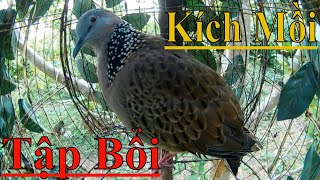 🇻🇳 Tiếng Chim Cu Gáy Kích Mồi - Tập Bổi Siêu Nhạy Hiệu Quả Mỗi Ngày.