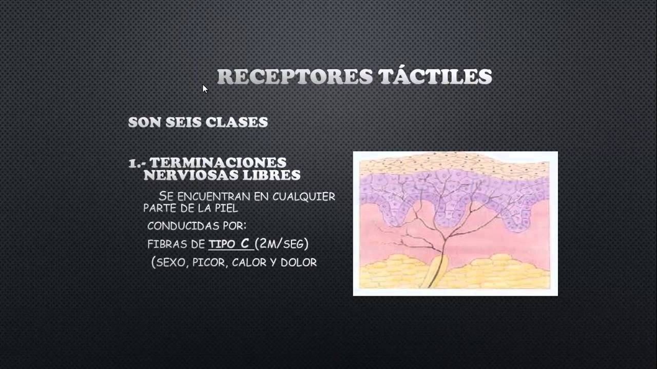 capitulo 46 de fisiologia receptores sensoriales