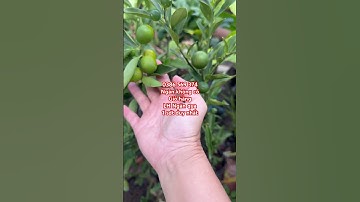 Cây Tắc ngọt Đài Loan đời 1 đang trái | 0386569374 - Ngọc Ngân Bến Tre | Chuyên cây độc lạ