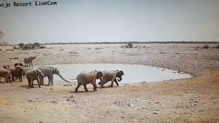 Jackal vs Elephant Herd Okaukuejo Resort Waterhole, Ethosha Nat. Park 15th sept 2022.