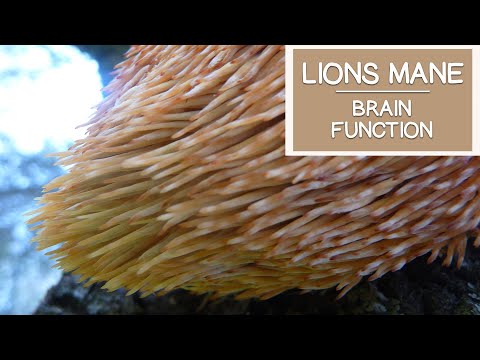 lions-mane-mushroom,-may-help-stimulate-and-improve-brain-function