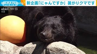 暑すぎて「クマ」もプールから出られません(2021年8月6日)