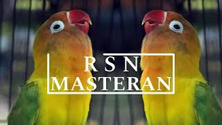 Download Lagu masteran full lovebird kusumo #kusumokonslet #lovebirdkusumo #lovebirdkonslet #lovebird MP3