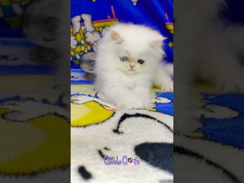 فريسكاجمال عيونة ولمعتها كانها نجوم في السما صلوا على النبي  كامري  كوفيدو كات قطط