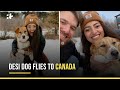 Indian dog flies to her new home in canada