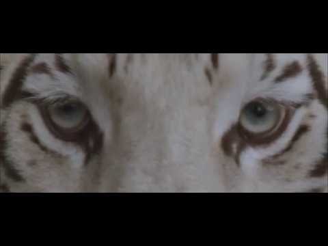 Our Last Night - White Tiger