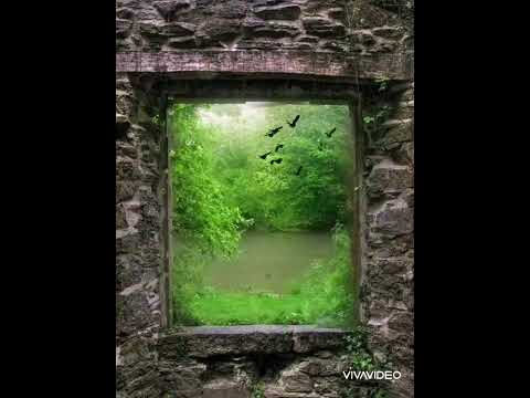 شيرين عبد الوهاب غريبة منسية حالة واتس آب