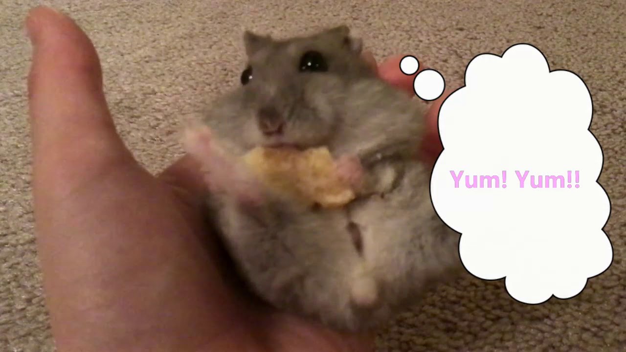 Hamster Achan banana chips snack time / ハムスターのあーちゃん、バナナチップスのおやつ YouTube