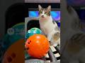#2472 AI Creation: Watch This Cat Bowl a Perfect Game!
