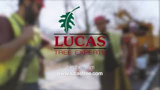 Lucas Tree Recruitment   Equipment   15sec D3 16x9