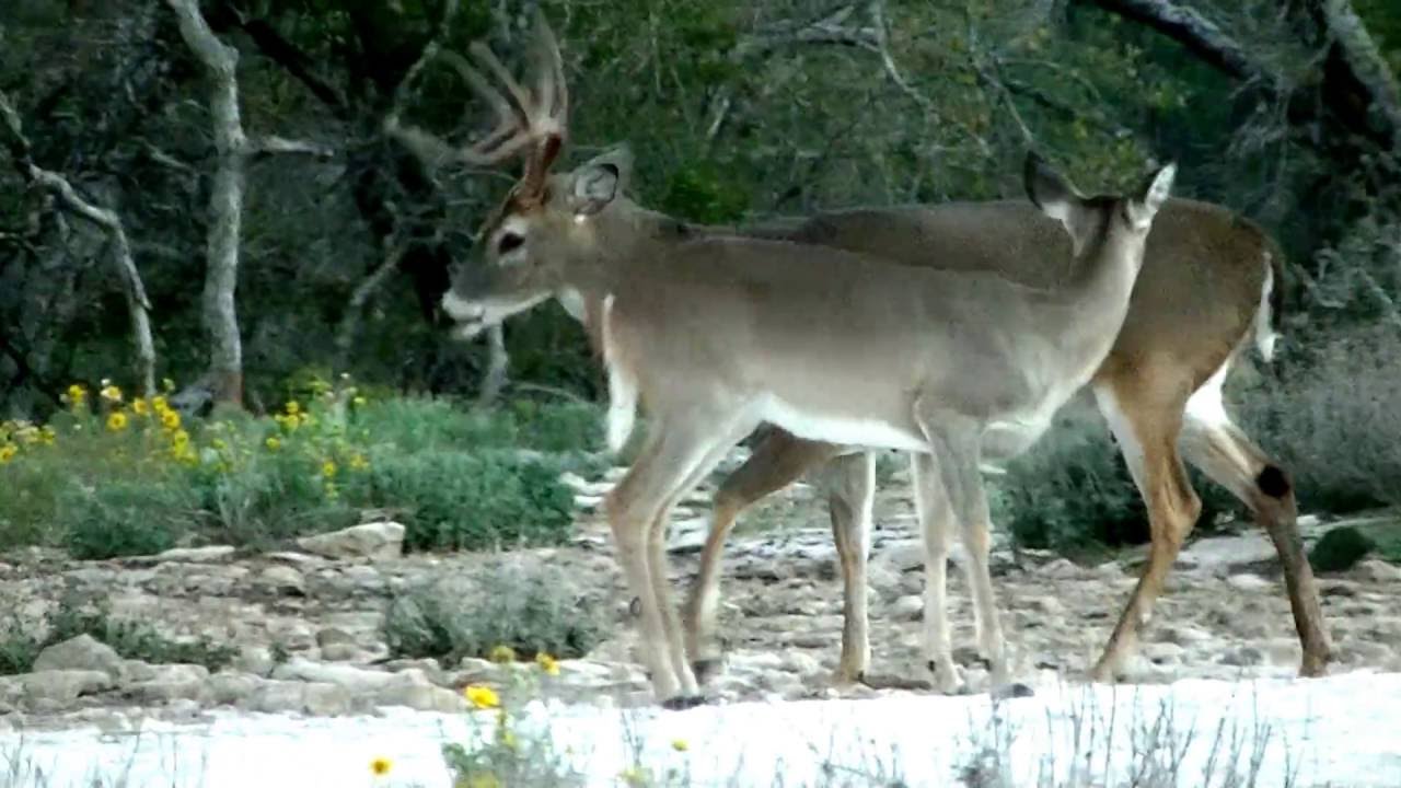 Crenwelge Ranch 2014 Feeder BucksDoss, Texas YouTube
