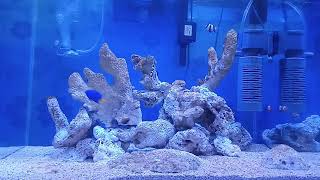 Aquarium laut sederhana tanpa sump tanpa skimmer umur 3 minggu