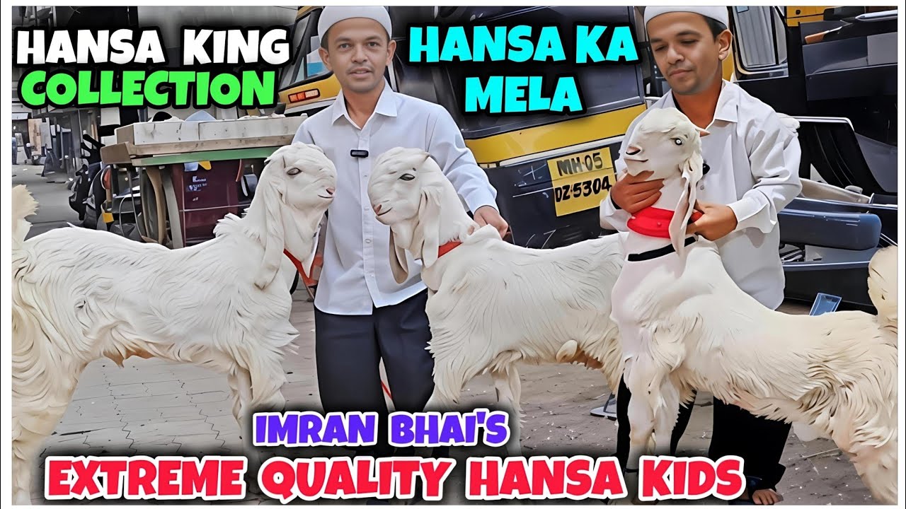 Extreme Quality Gulabi Hansa Kids At Hansa King Imran Bhai | Hansa Jungle In Mumbai