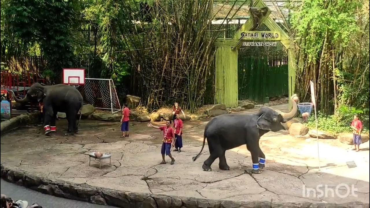 elephant show - YouTube