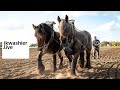 Belgische Trekpaarden Olga en Stella aan het werk 1 - tarwe - ikwashier.live bij Andreas Van Geyte
