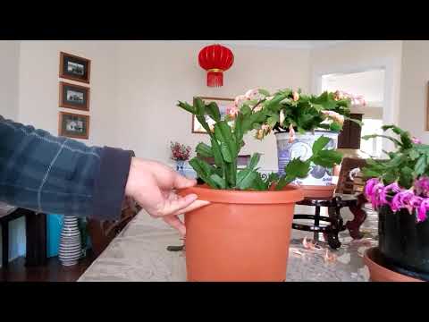 Video: Christmas Cactus Pruning - Paano Mag-trim ng Christmas Cactus