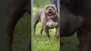 American Bully Dog Attack Ig Flyingmachine55