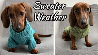 Mini dachshund puppy's dog sweater collection