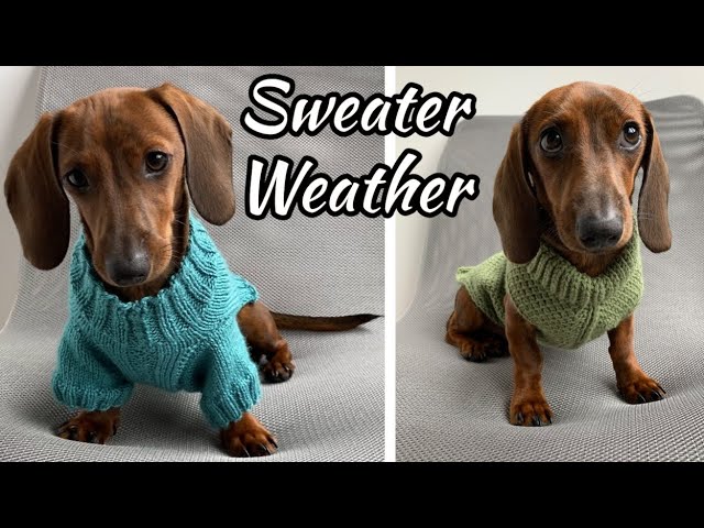 How to make a seamless dog sweater: A step-by-step knitting tutorial 