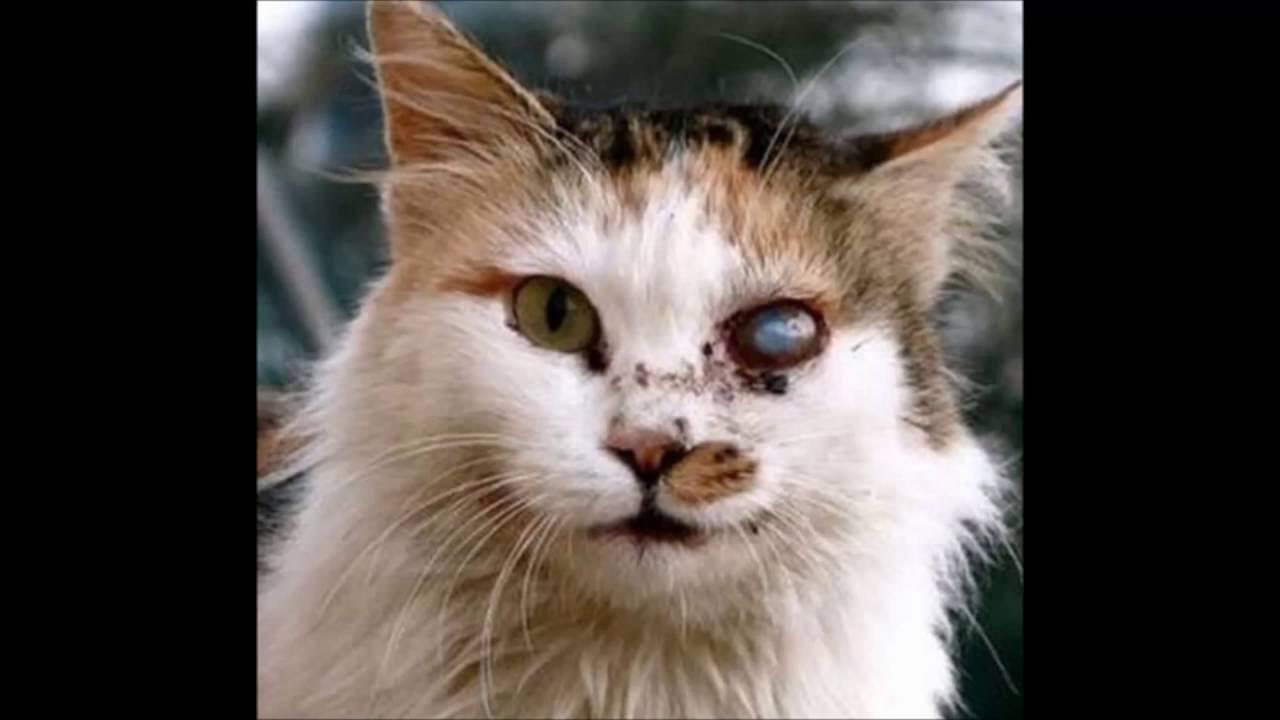 Это был просто уродливый кот микротема 2. Самый уродливый кот в мире.