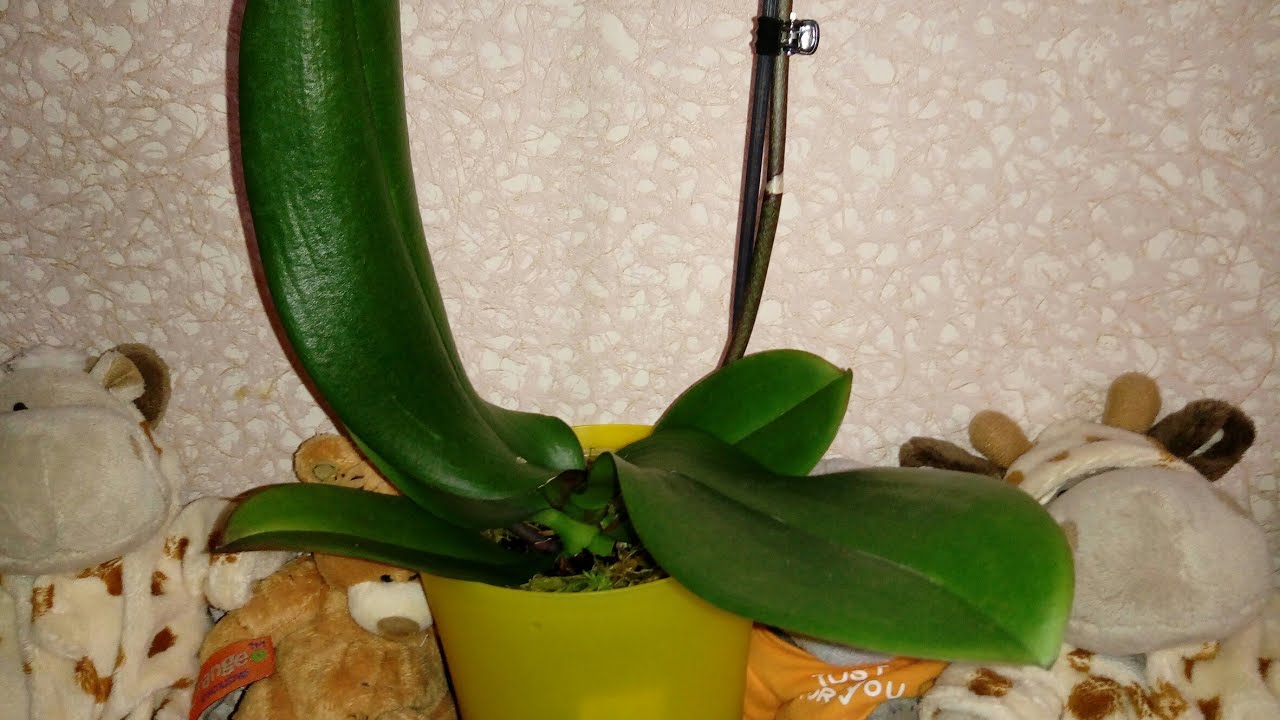 Как Посадить Орхидею с проблемными Корнями |  Phal. Chia Shing Hot Kiss Big Lip Голландия