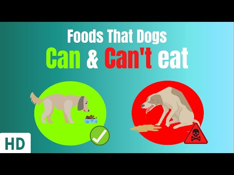 Video: Nauji interaktyvūs įrankiai rodo savininkus, kodėl jų šunys negali valgyti tam tikrų maisto produktų