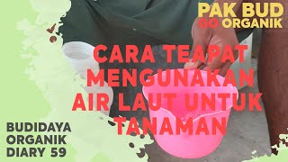 Siram Tanaman Dengan Air Laut? Amankah? (diary 59) #jadam #organik