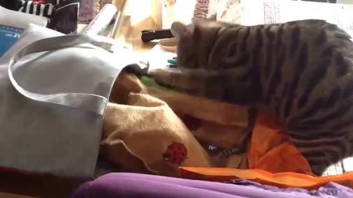 Video 7724341: maine coon bengal, maine coon cross