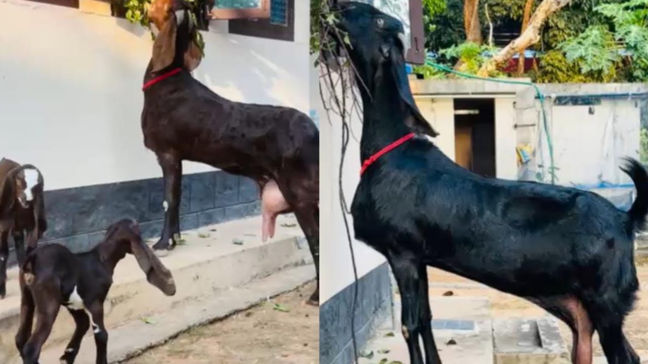 Козы, дающие по 3 литра молока каждая, коровы различных пород с хорошим молоком, буйволы, быки на...