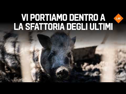 Sfattoria degli Ultimi: What is the animals' situation today?