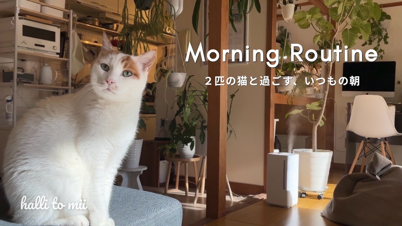 #33 モーニングルーティン|猫と暮らす平日の朝|日常vlog🇯🇵