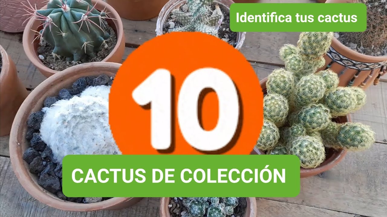 10 cactus con nombre /no pueden faltar en la colección #cactus #cacti #suculentas #plants