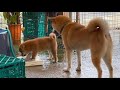 子犬を受け入れた兄柴犬が優しくてステキです！