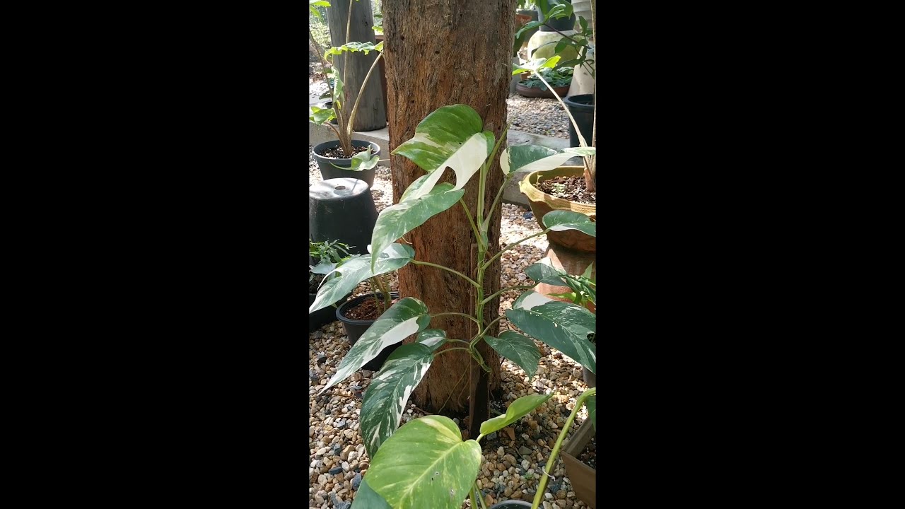 Epipremnum pinnatum 'Aurea' variegata ('Yellow Flame')