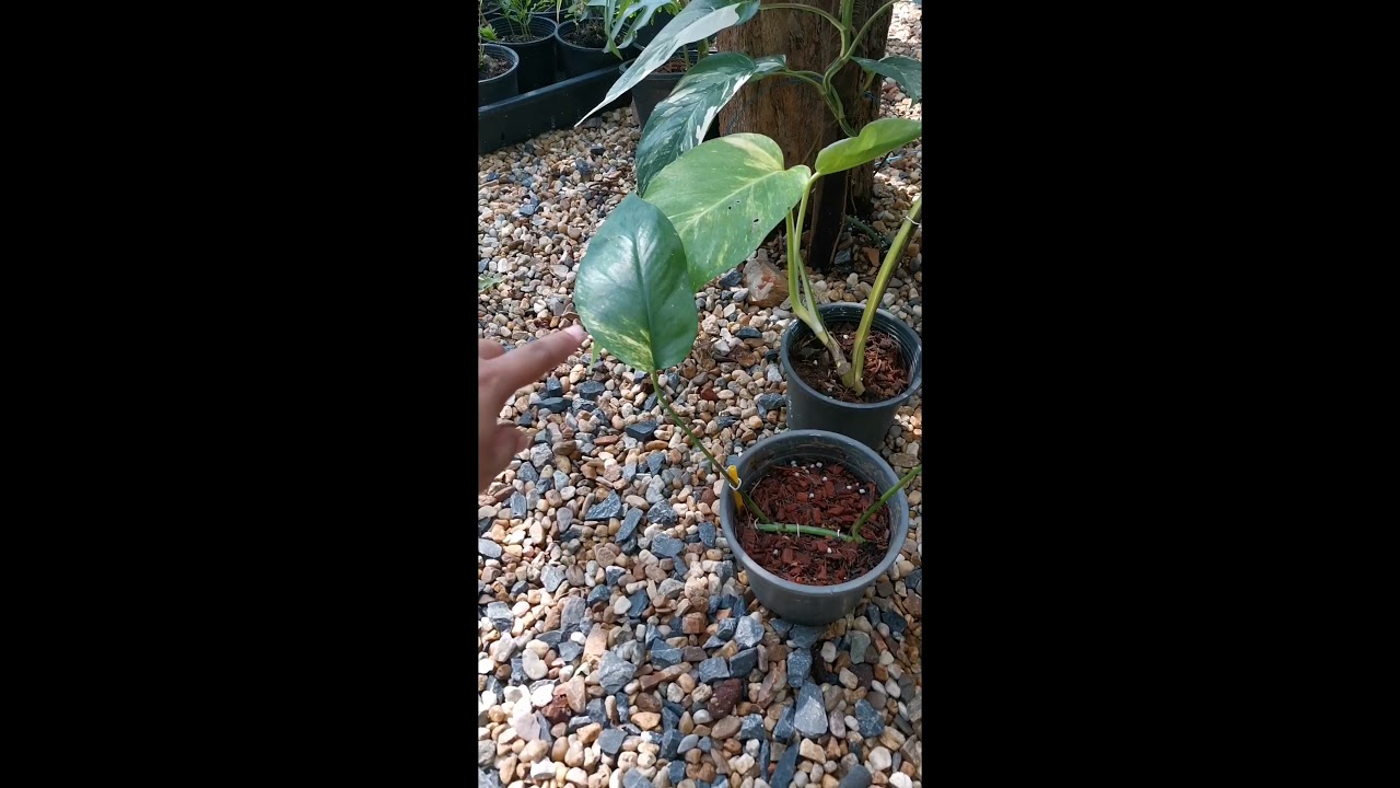 Plants and Heavenly Sweets - New addition to our Epipremnum Pinnatum  collection - the EP Yellow Flame. At first I thought it was an Aurea but I  took a shot at acquiring