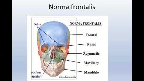 Module H&N-CNS practical revision
