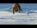 Как лиса ловит мышей в глубоком снегу