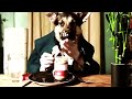 Собаки кайфуют! Супер подборка приколов | Dogs kicks! Great selection of jokes