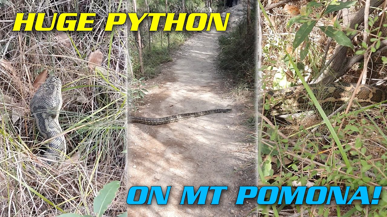 HUGE PYTHON ON MT POMONA STOPS BUSHWALKERS!