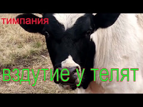 Тимпания рубца  у теленка\\вздутие\\жизнь в деревне