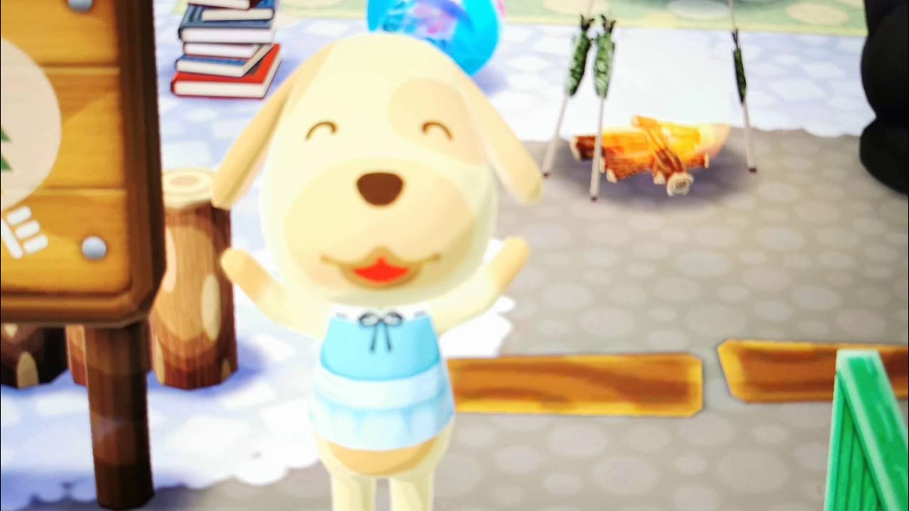 Animal Crossing pocket camp Goldie's emotions YouTube