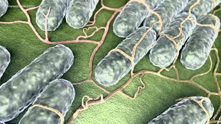 Health Alerts: Shigella is spreading, syphilis rates up in Virginia